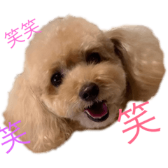 [LINEスタンプ] トイプードルのモコくん