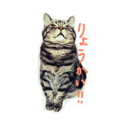 [LINEスタンプ] こじとらぷぷ