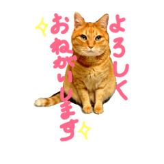 [LINEスタンプ] 中山さん家の猫さん