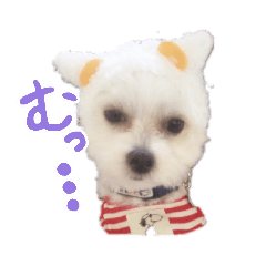 [LINEスタンプ] チワマルの小太郎スタンプ