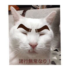 [LINEスタンプ] 白い奴！茶い奴！