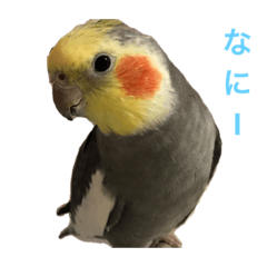[LINEスタンプ] 鳥カメ合戦
