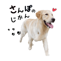 [LINEスタンプ] ゴールデンレトリバーのチェガンくん