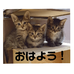 [LINEスタンプ] 気まぐれニャンズ 1