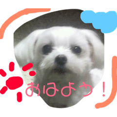 [LINEスタンプ] マルチーズの使えるスタンプ