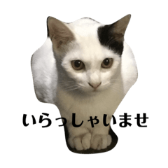 [LINEスタンプ] そとにゃんすたんぷ