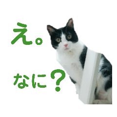 [LINEスタンプ] メロの日常 2