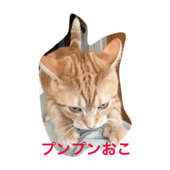 [LINEスタンプ] こまちこ
