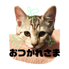 [LINEスタンプ] にゃんこたちの日常生活