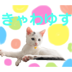 [LINEスタンプ] 保護猫シガールbyオハナビーズ