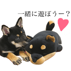 [LINEスタンプ] 黒柴くん！