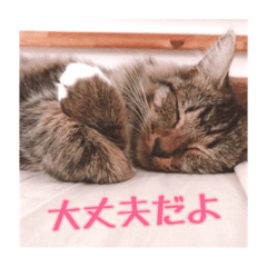 _sala_cat_2