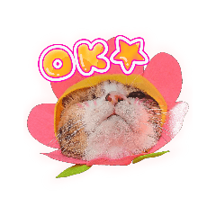 [LINEスタンプ] メッシュのかわいぃお花さんたち