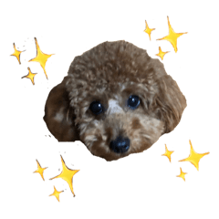 [LINEスタンプ] トイプードルのララァちゃん その2