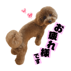 [LINEスタンプ] 愛犬ララァはトイプードル❤︎‪︎‬ ‪︎