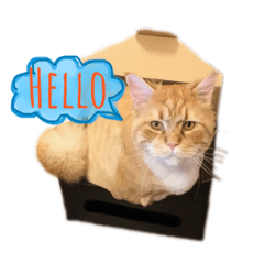[LINEスタンプ] 気まぐれ猫のシェフサラダ 