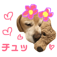 [LINEスタンプ] ラブラドールシュウくんスタンプ