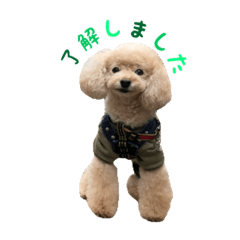 poodleのショコラくん