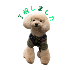 [LINEスタンプ] poodleのショコラくんの画像（メイン）