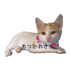 [LINEスタンプ] 猫のべる2