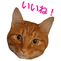 [LINEスタンプ] ラッキー茶トラのシャビくん 