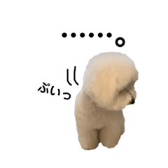 [LINEスタンプ] ビションの子犬ポッちゃん〜日常会話編〜の画像（メイン）