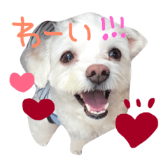 [LINEスタンプ] まるぷー★まると黒猫むく