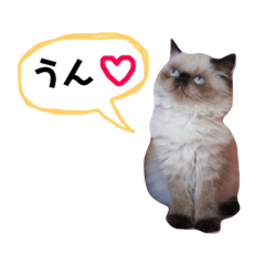 [LINEスタンプ] ねこるるちゃん(日本語)