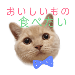 [LINEスタンプ] らて男(らてお)さんスタンプ