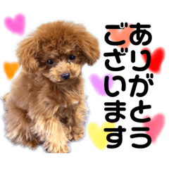 [LINEスタンプ] トイプードルのコロンちゃんスタンプ