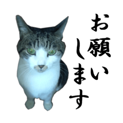 [LINEスタンプ] 続 ねこが言う