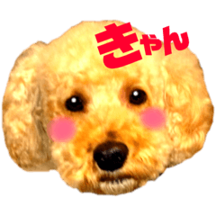 うちのわんこシリーズ