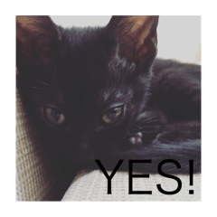 [LINEスタンプ] 黒猫めめたん ver1