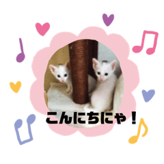 [LINEスタンプ] わんにゃん生活