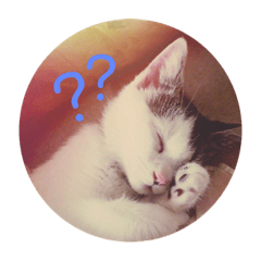 [LINEスタンプ] 高橋家の猫たち2