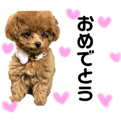 [LINEスタンプ] トイプードルのコロン2