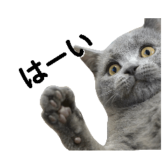 [LINEスタンプ] 仔猫のブリくん
