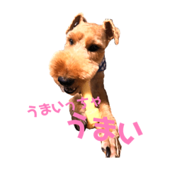 [LINEスタンプ] ウェルシュテリア ぽん fetchpriority=high