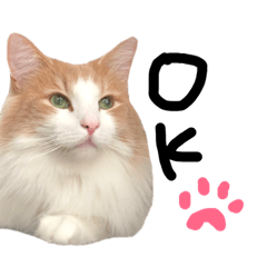 [LINEスタンプ] 我輩は猫にゃのか？