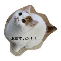 [LINEスタンプ] スコティッシュフォールドのすもも
