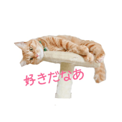 [LINEスタンプ] とらまるさん (茶トラ) 