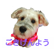 [LINEスタンプ] ちびシュナぽんず