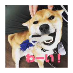 [LINEスタンプ] 柴犬あおばのスタンプ