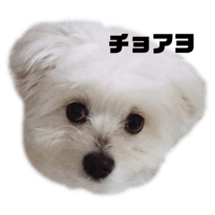 [LINEスタンプ] るるの1日