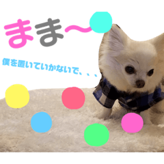 [LINEスタンプ] アイドル犬タルト❤︎