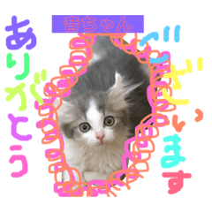 [LINEスタンプ] 音ちゃんと茶々丸くん