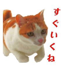[LINEスタンプ] 猫のまるみつ
