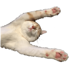 [LINEスタンプ] 猫のリリー Lily the cat！