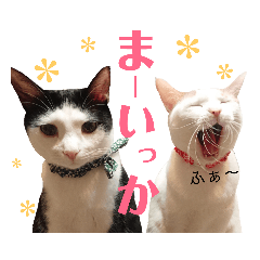 [LINEスタンプ] 双子にゃんこの日常②