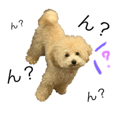 [LINEスタンプ] 我が家のわんころ 1